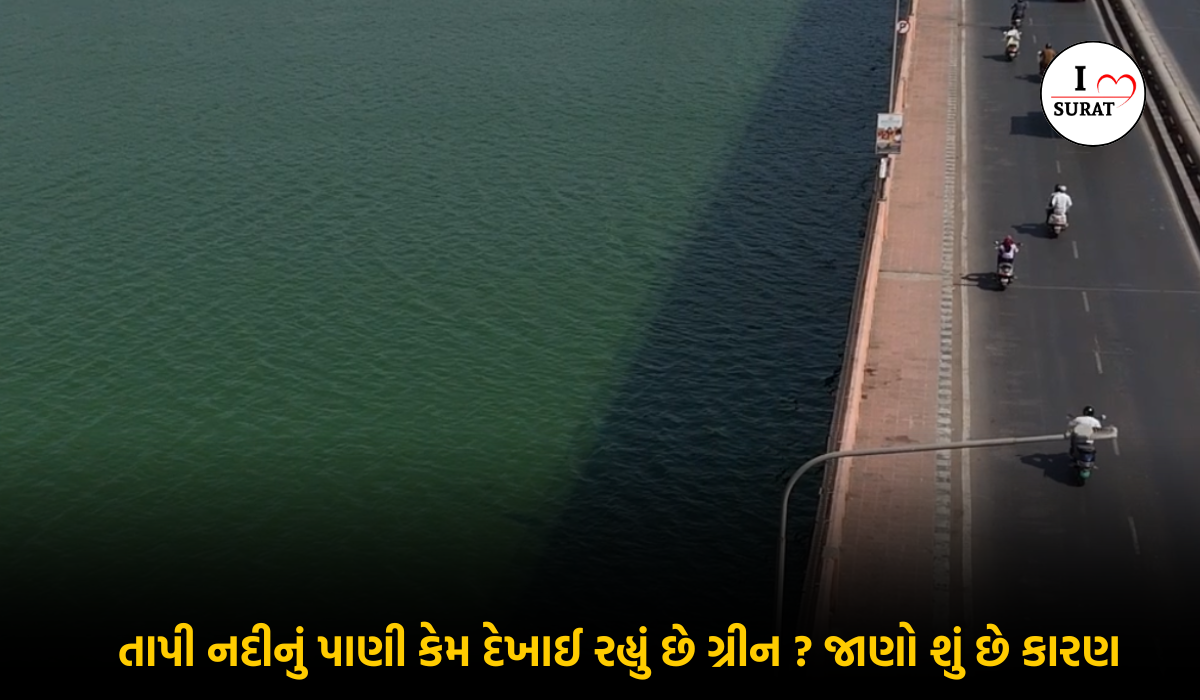 Surat ની Tapi નદીનું લીલું પાણી: એક કુદરતી ચમત્કાર