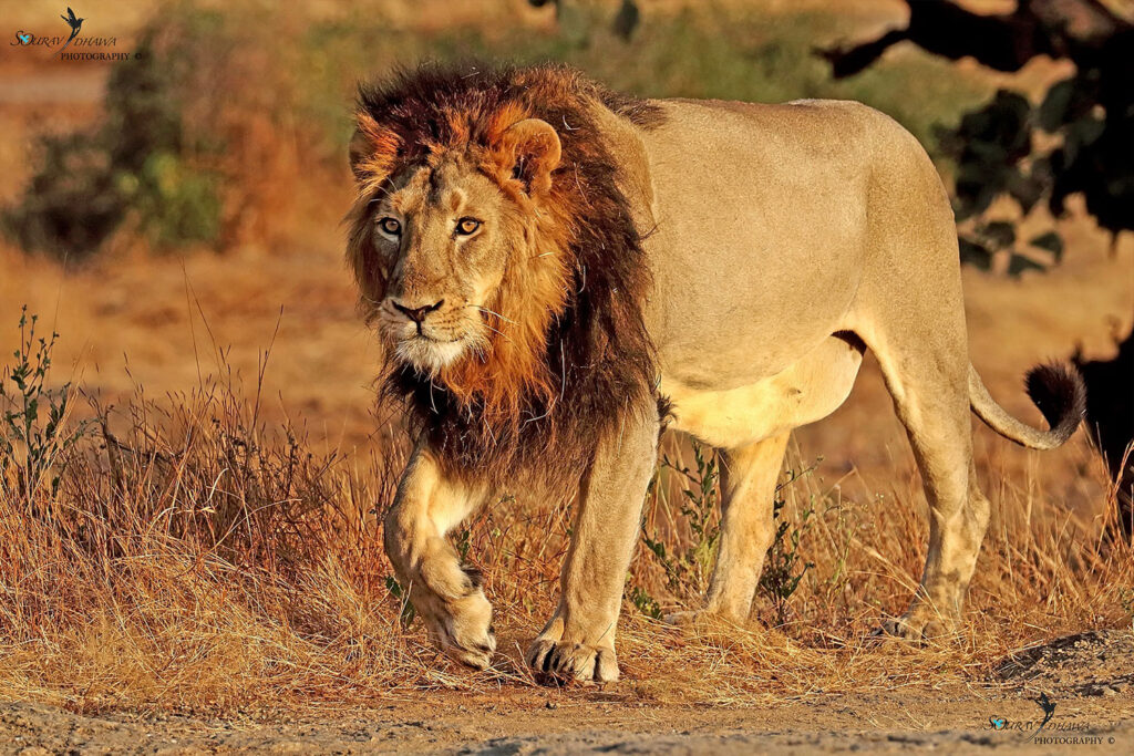 Asiatic Lions
