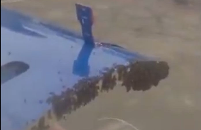 Surat airport Bee Attack 